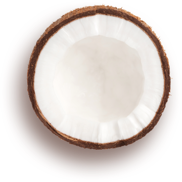Frondi kokos
